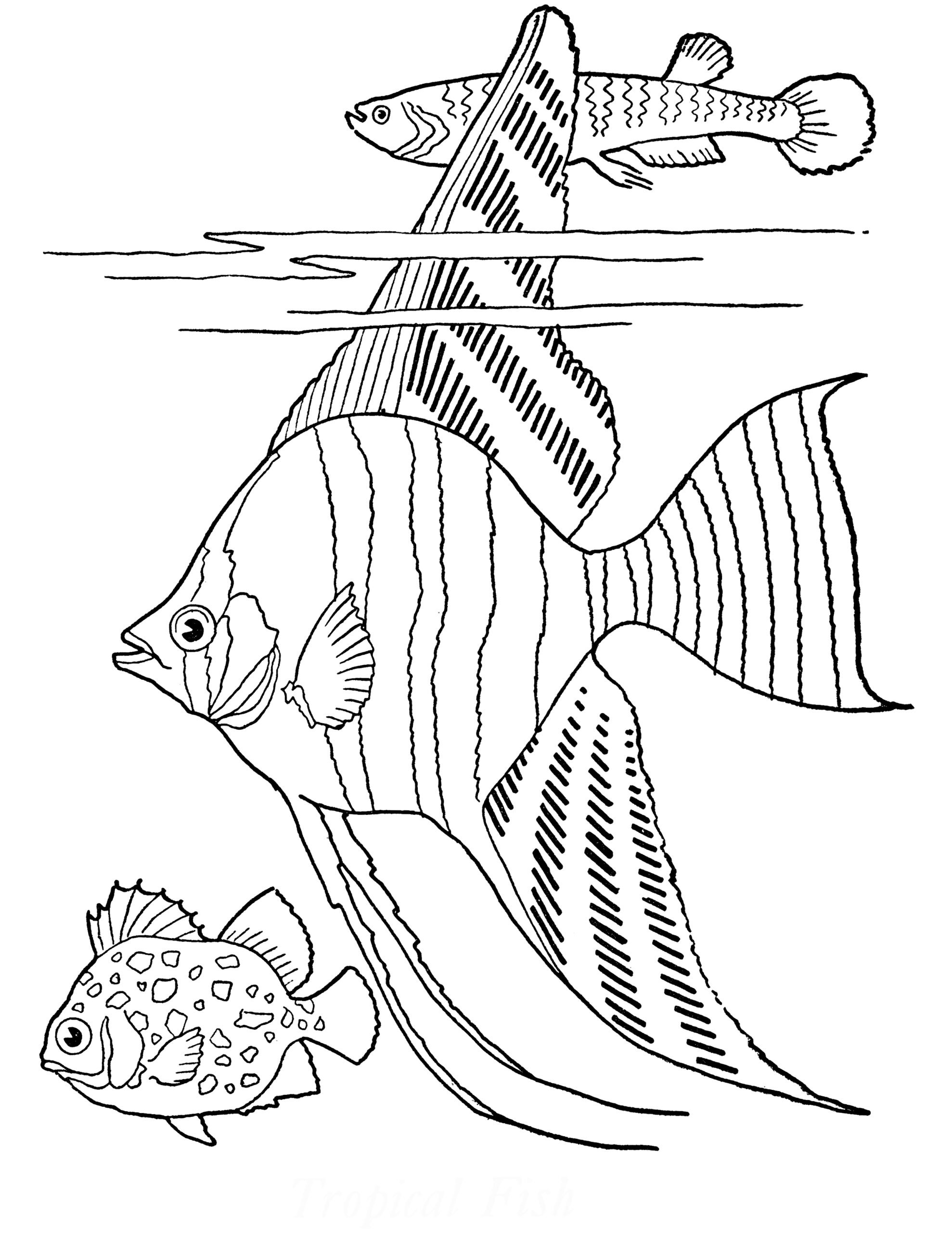 Fish Coloring Page Free Printable Coloring Pages Vrogue co