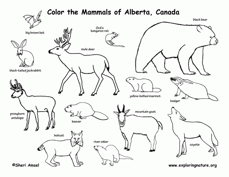 Free Grassland Animals Coloring Pages Download Free Grassland Animals 