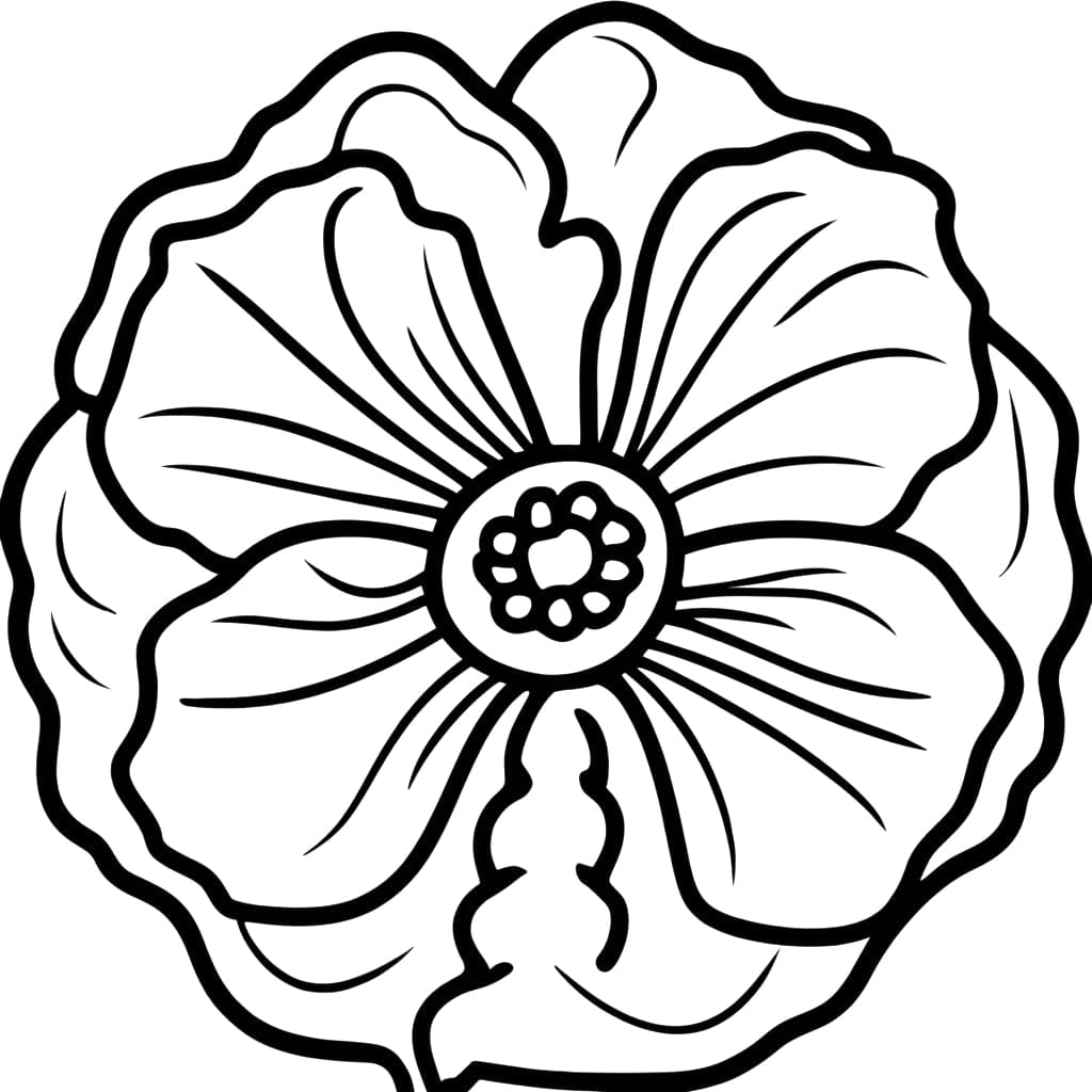 Poppy Flower Coloring Page Printable Infoupdate