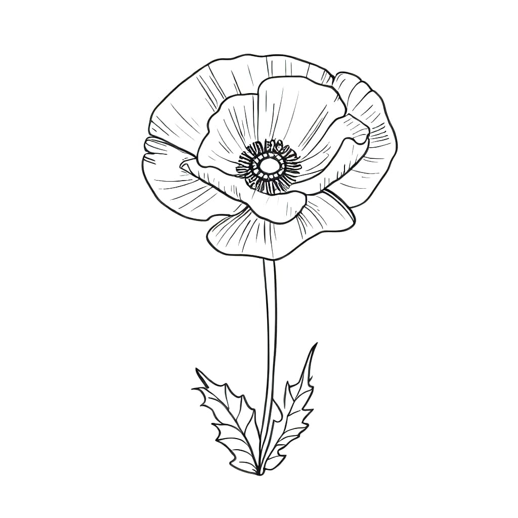 Poppy Flower Coloring Page Printable Infoupdate