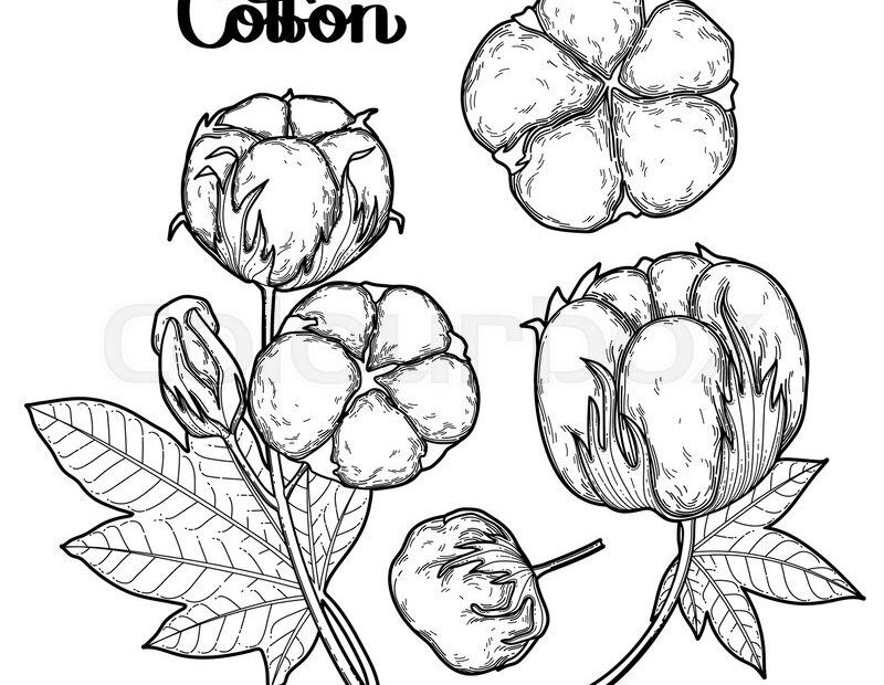 Printable Cotton Sheets Printable Words Worksheets