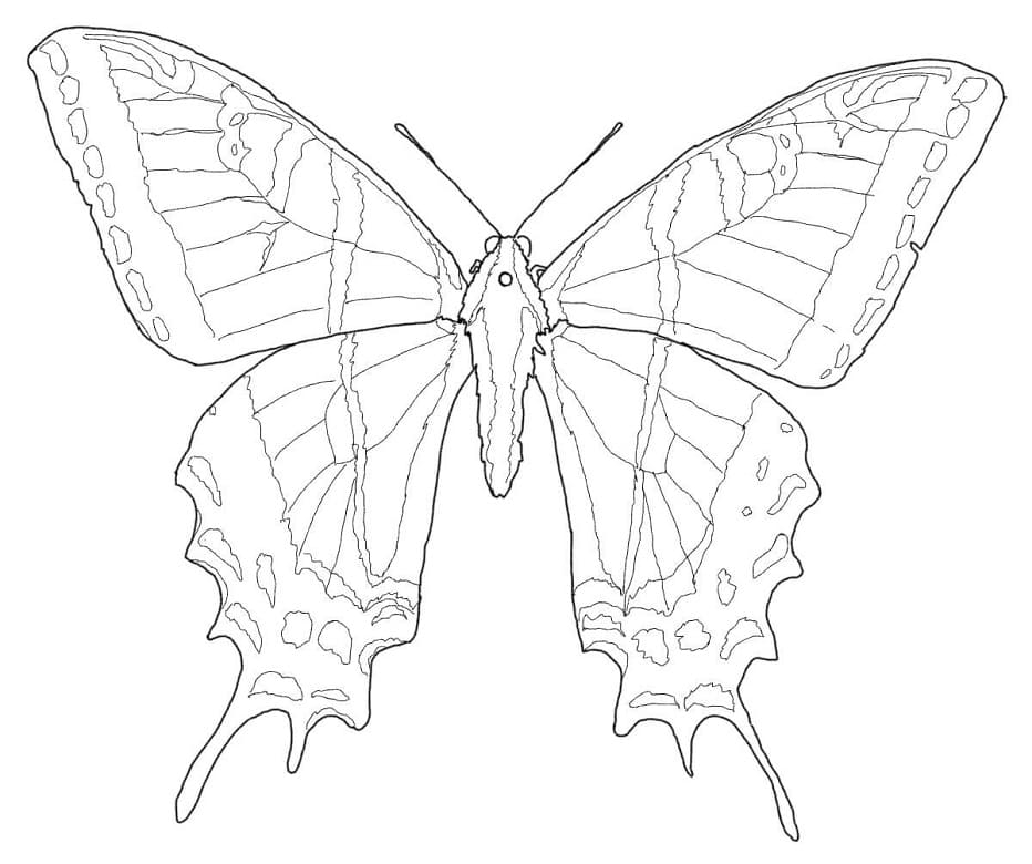 Swallowtail Butterfly Coloring Page Free Printable Coloring Pages For 